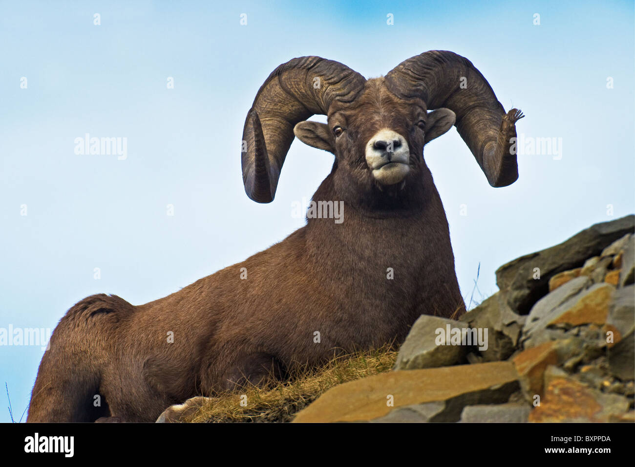 A Bighorn Sheep laying on a grassy spot on a rocky hillside. Stock Photo