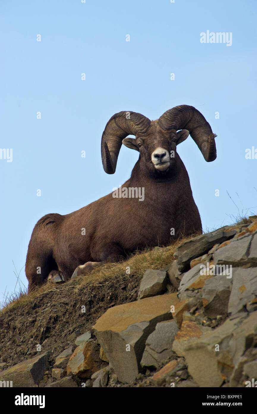 A vertical image of a Bighorn Sheep laying down on a grassy spot on a rocky hillside. Stock Photo