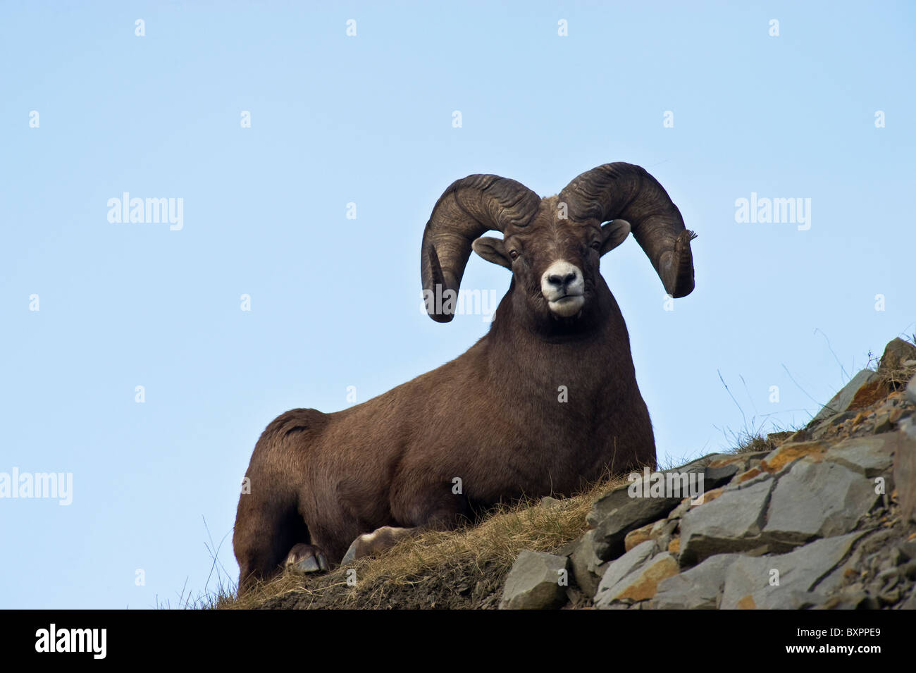 A horizontal image of a Bighorn Sheep laying down on a grassy spot on a rocky hillside. Stock Photo