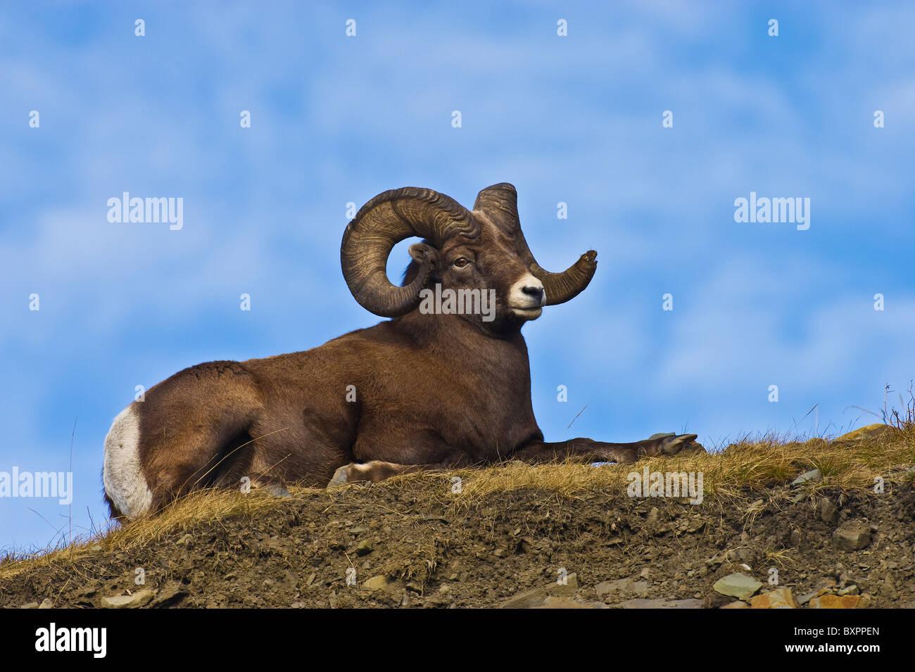 A close up image of a Bighorn Sheep laying down on a grassy spot on the top of a grassy hill top. Stock Photo