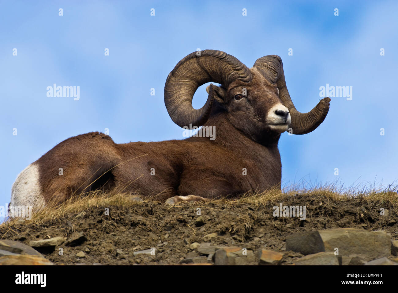 A horizontal image of a Bighorn Sheep laying down on a grassy spot on the top of a grassy hill top. Stock Photo