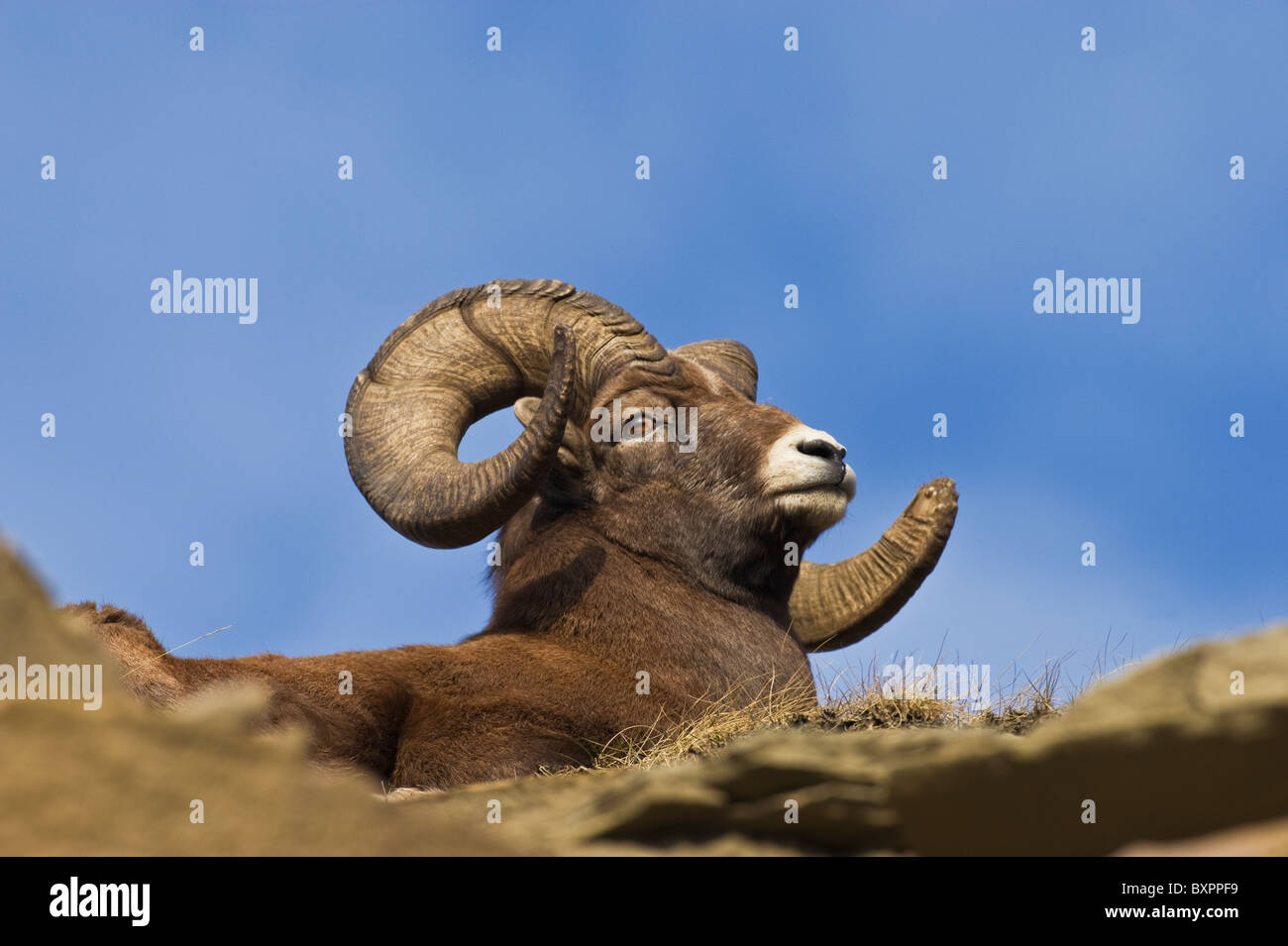 A close up portrait image of a wild Bighorn Sheep laying down Stock Photo
