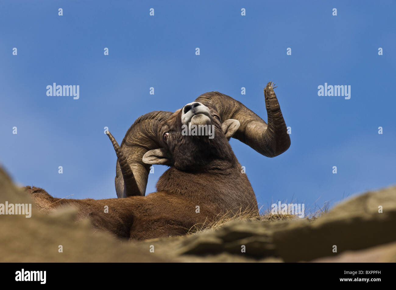 Looking up at Bighorn ram laying down turning his head to look behind him. Stock Photo