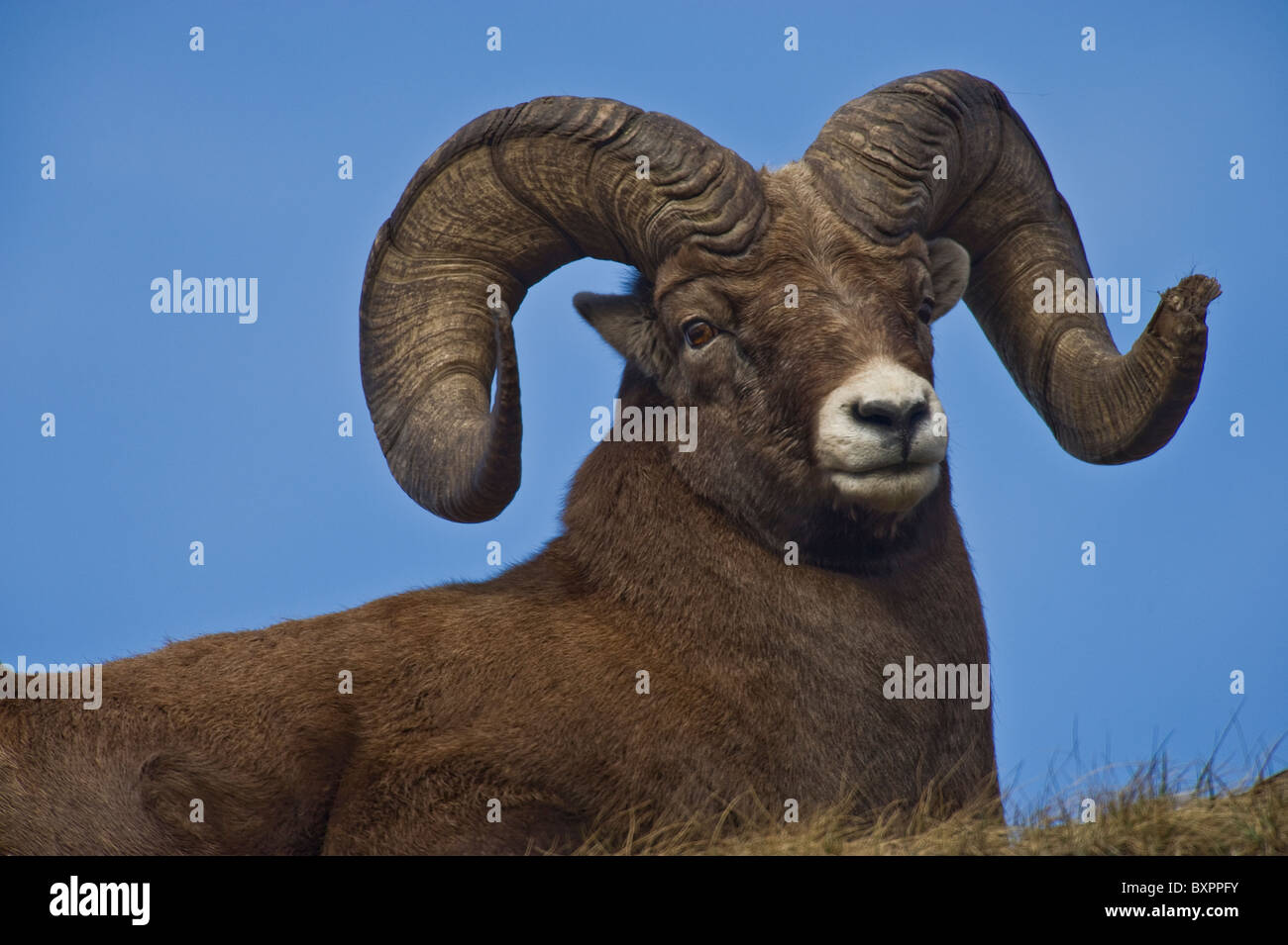 A close up portrait image of a Bighorn Sheep Stock Photo
