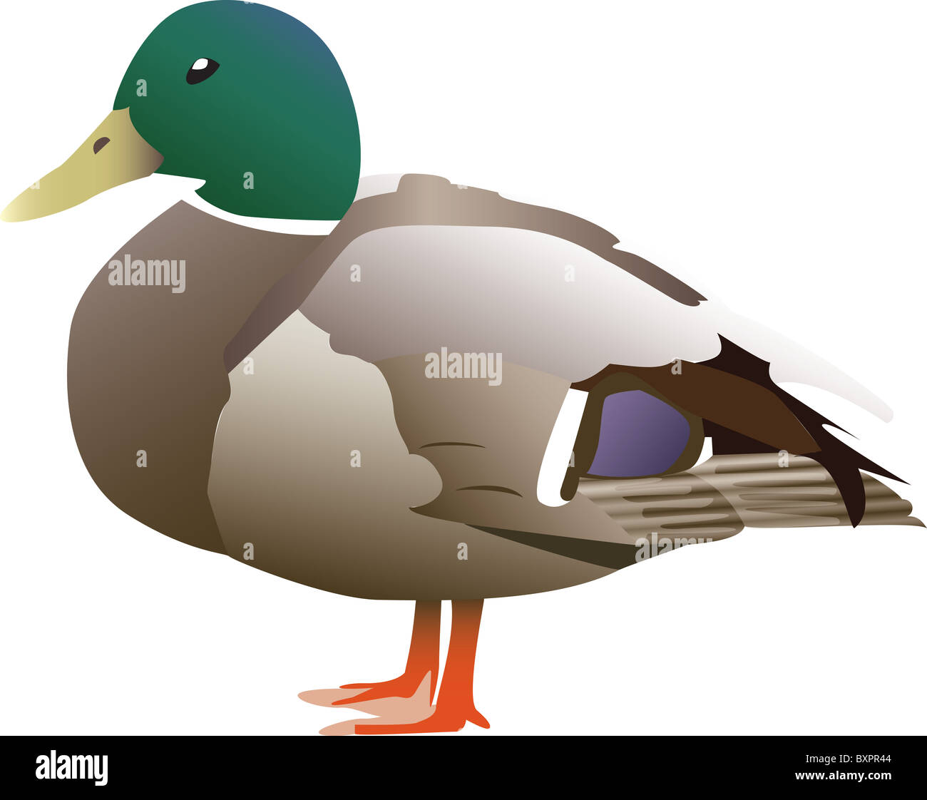 Very detailed vectorized green headed duck Stock Photo - Alamy