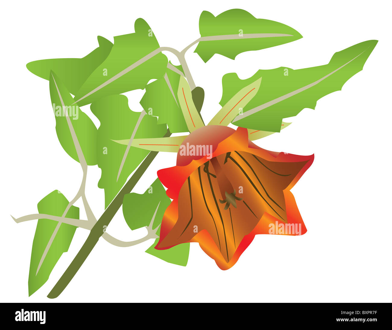 Vector illustration of blooming orange flower and leaves, isolated on ...