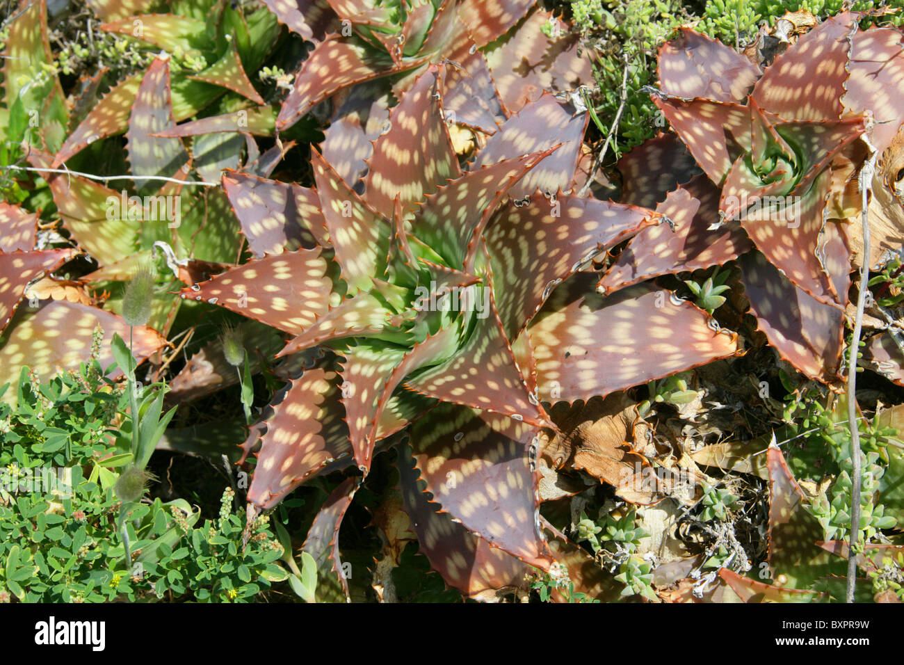 Aloe commutata, Asphodelaceae (Aloaceae). Growing Wild, Hermanus, Western Cape, South Africa. Stock Photo