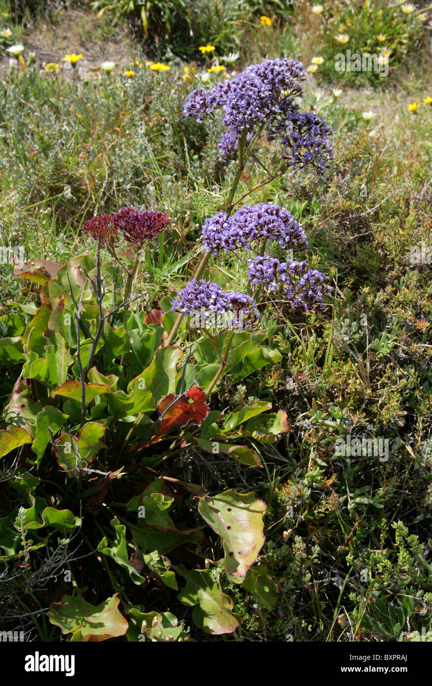 Sea Lavender, Statice, or Marsh-rosemary, Limonium sp., Plumbaginaceae. Growing Wild, Hermanus, Western Cape, South Africa. Stock Photo