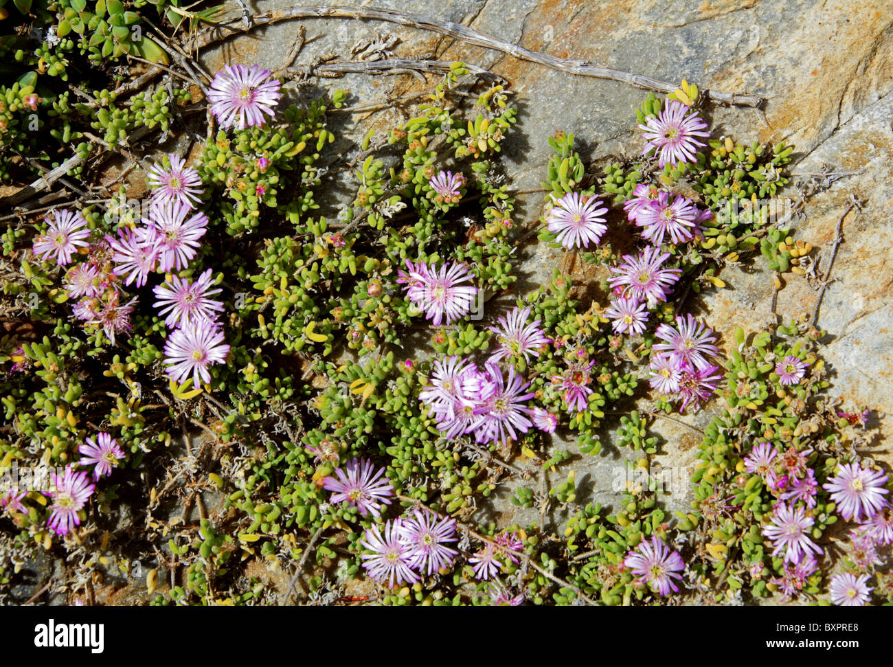 Showy Dewflower, Ice Plant, Drosanthemum floribundum, Aizoaceae. Coastal Margin Succulent, Hermanus, Western Cape, South Africa. Stock Photo
