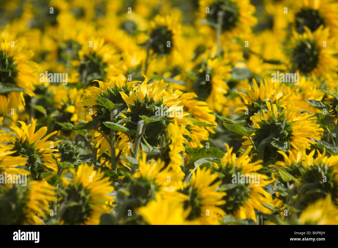 A Sunflower field in Lincolnshire, England, UK Stock Photo Alamy