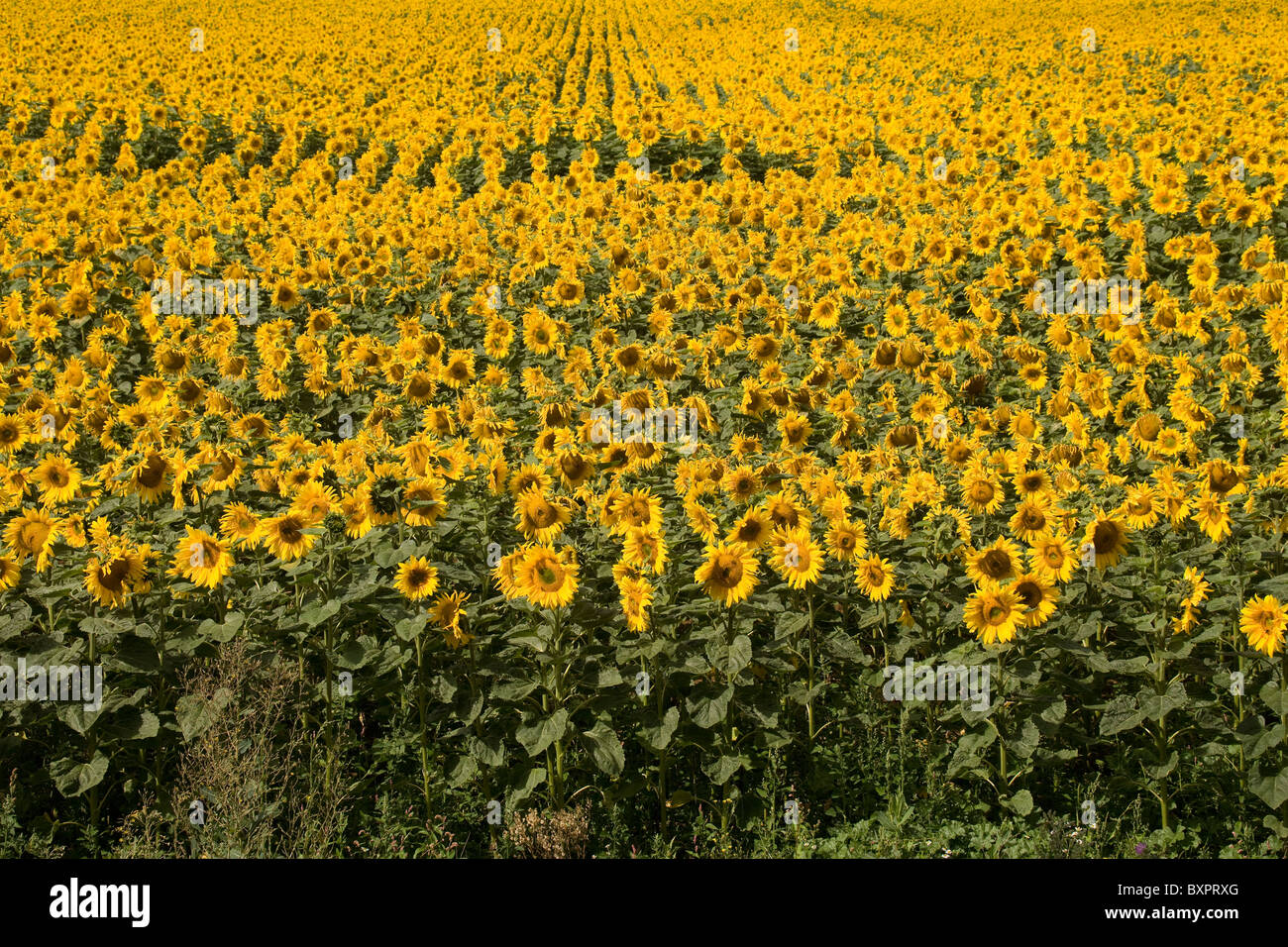 A Sunflower field in Lincolnshire, England, UK Stock Photo Alamy