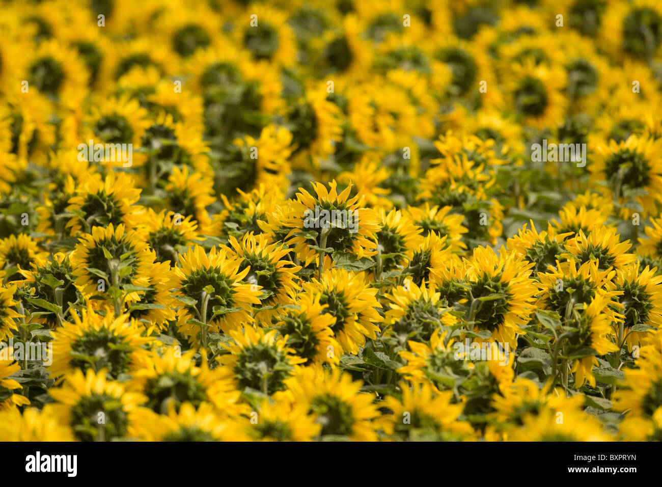 A Sunflower field in Lincolnshire, England, UK Stock Photo Alamy
