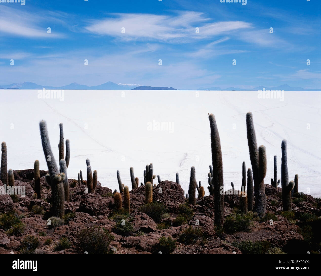 Uyuni Salt Flat And Cacti Stock Photo