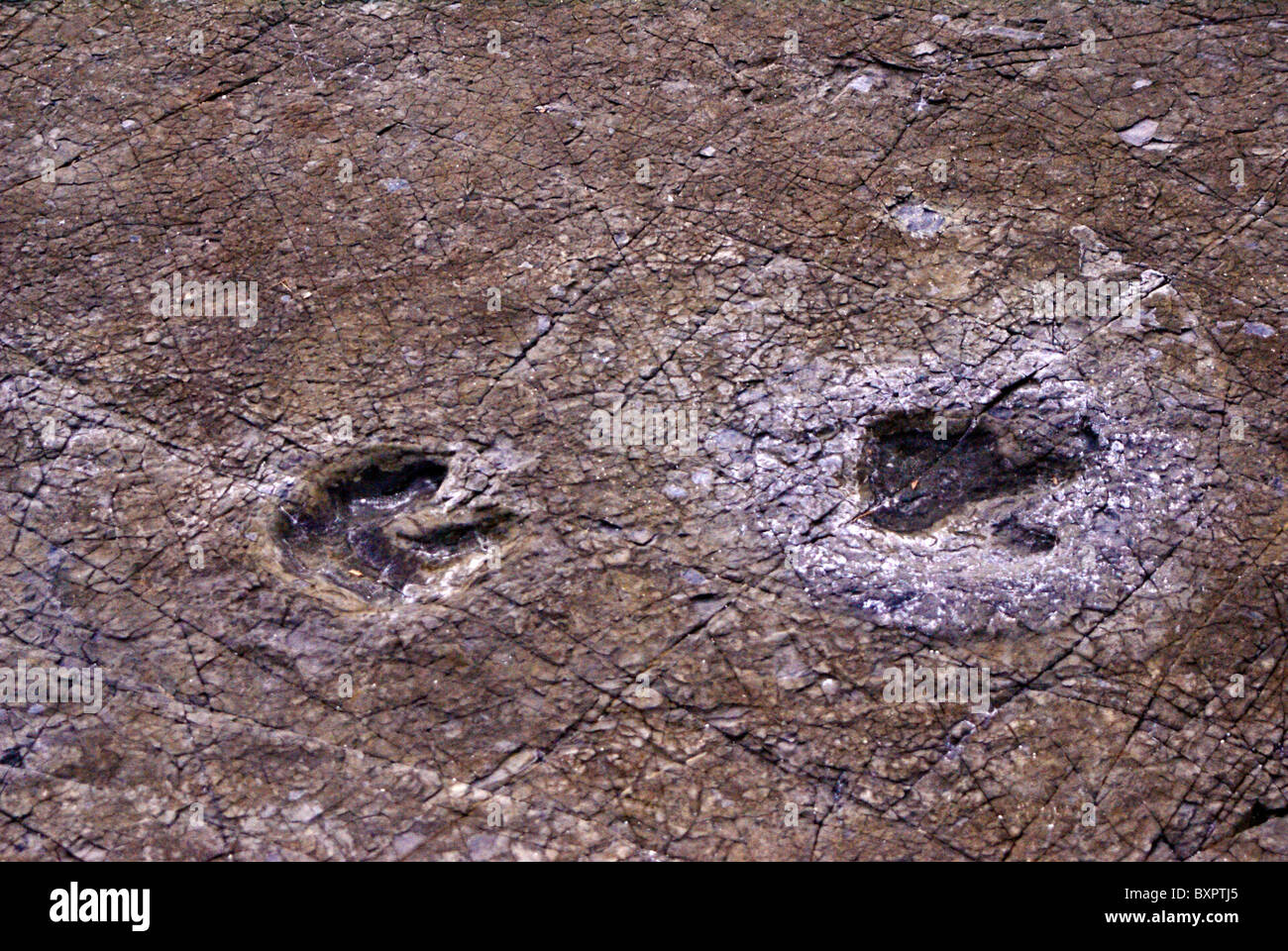 Fossil dinosaur footprints at Goseong Dinosaur Museum, South Korea