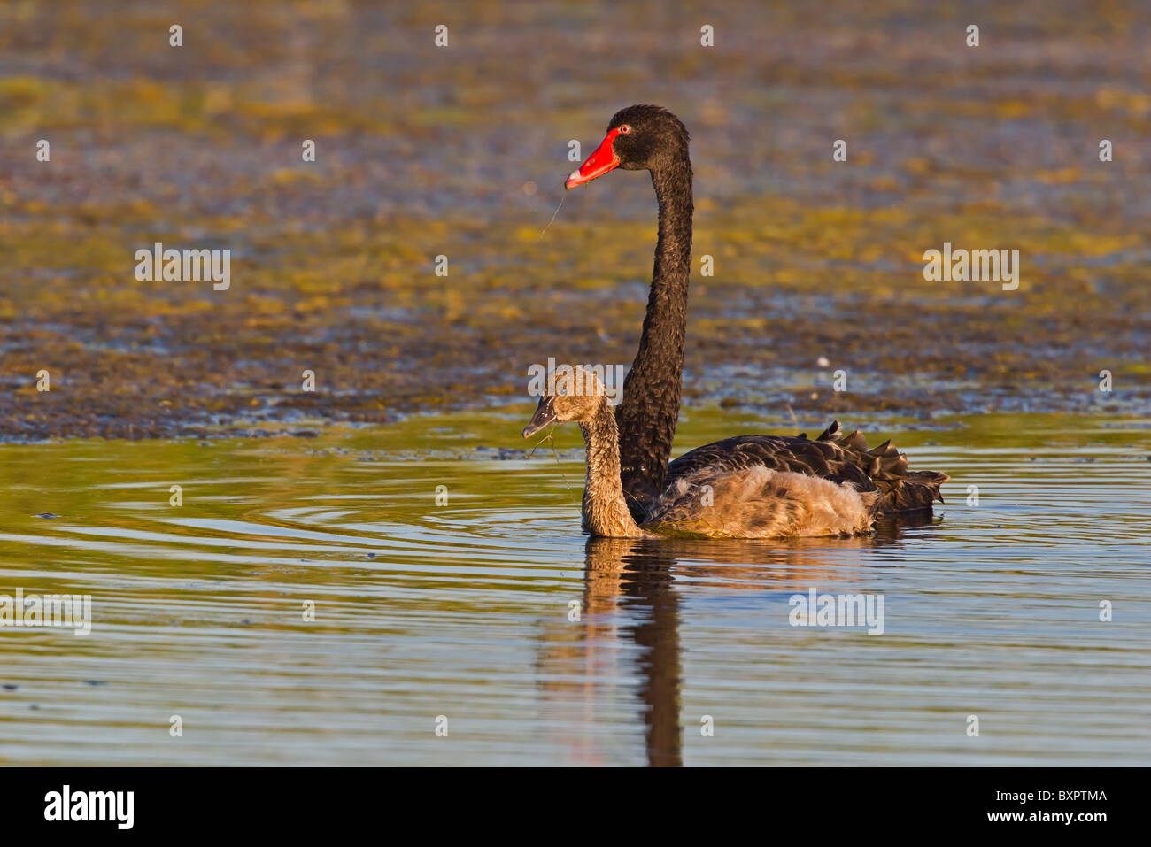 BLACK SWAN WITH CYGNET ON WATER Stock Photo