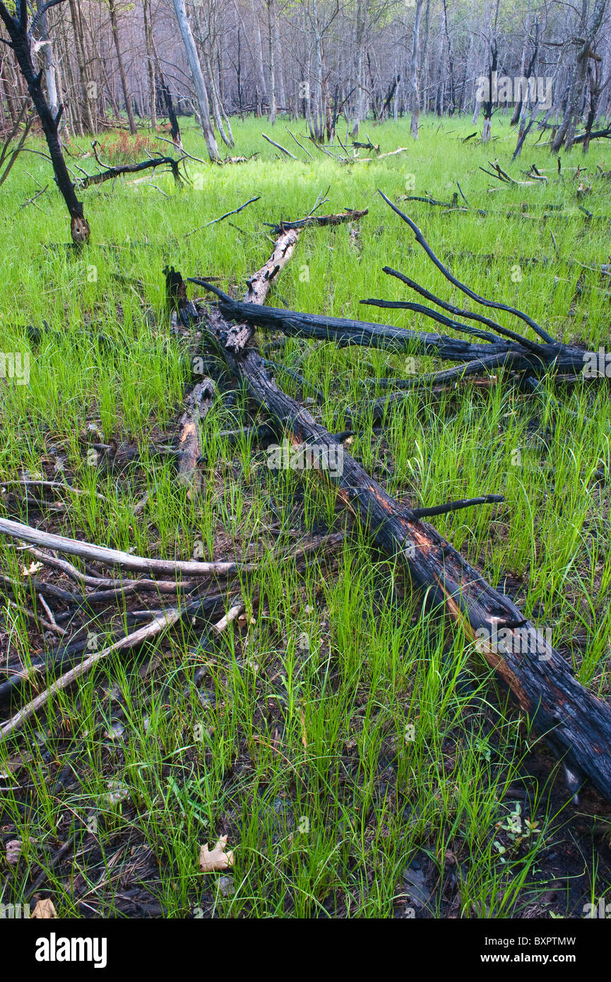 Aftermath and re-growth of the Grant prescribed burn on the Manistee National Forest, Michigan Stock Photo