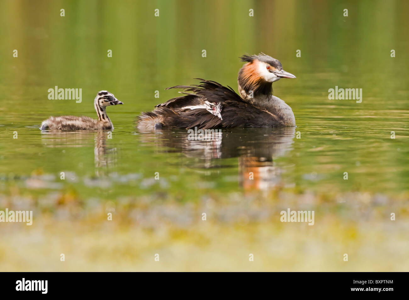 GREAT CRESTED GREBE SWIMMING WITH IT'S YOUNG Stock Photo