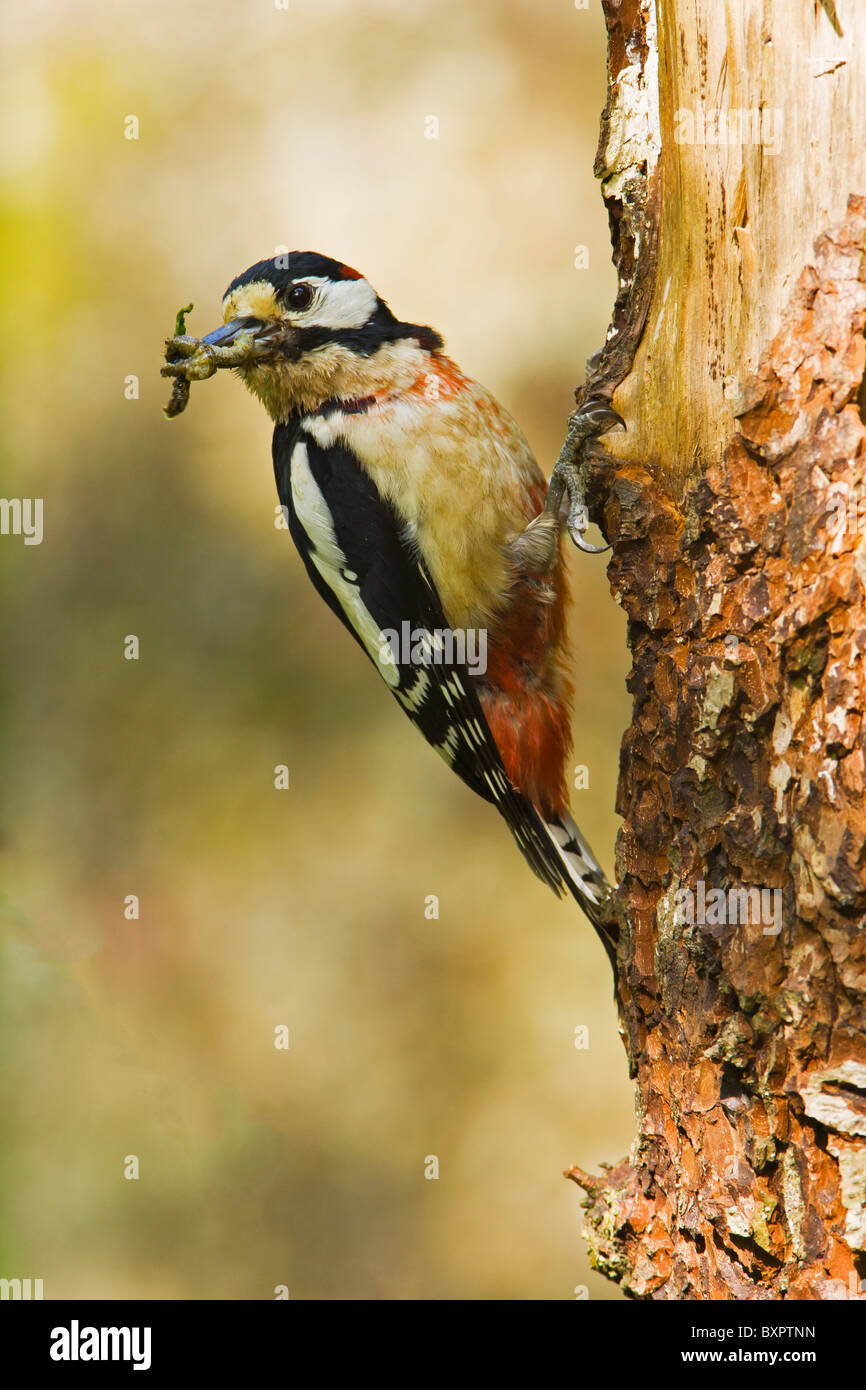 GREAT SPOTTED WOODPECKER WITH FOOD IN IT'S BEAK CLINGING TO A TREE Stock Photo
