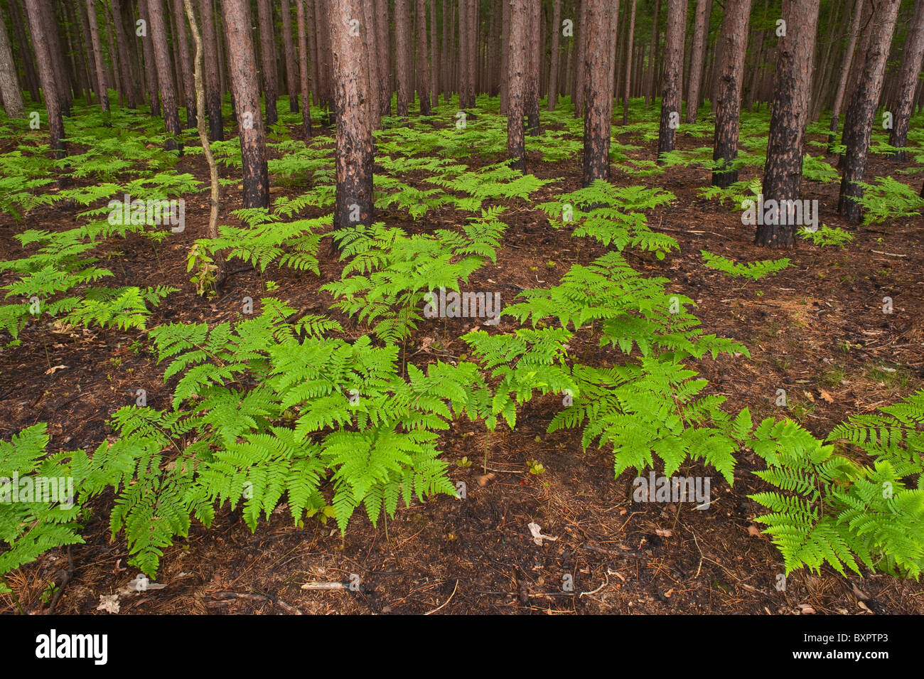 Aftermath and re-growth of the Grant prescribed burn on the Manistee National Forest, Michigan Stock Photo