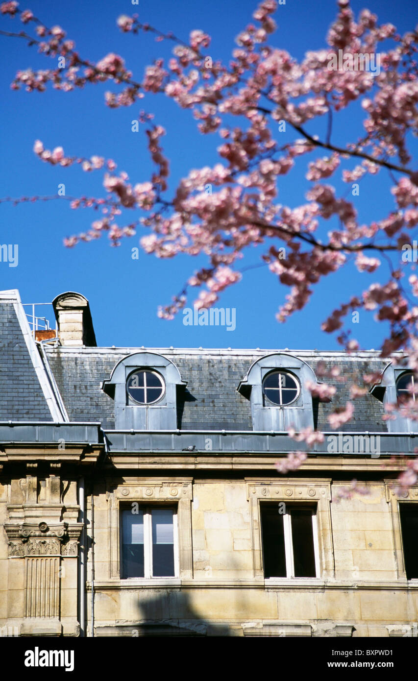 Attic Windows In French Townhouse With Pink Blossom Stock Photo
