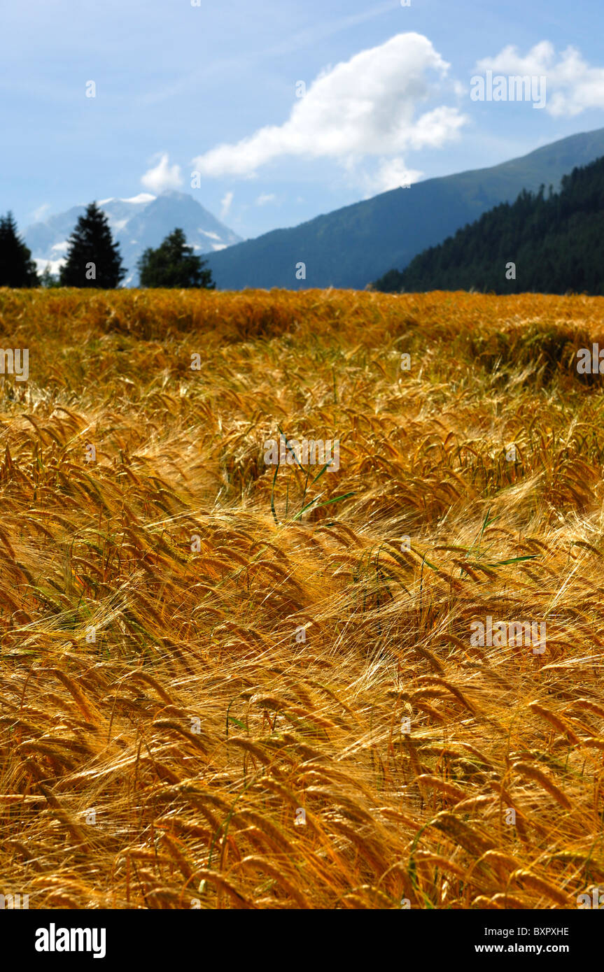 Golden ears of ripe barley on a field in the foothills of the Alps on sunny summer day, Orsieres, Valais, Switzerland Stock Photo