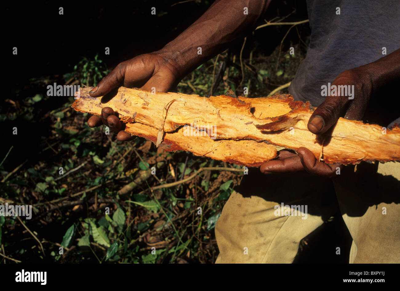 Cortex Pygeum Africanum ( Mueri ). MOCA South Bioko Island  EQUATORIAL GUINEA Stock Photo