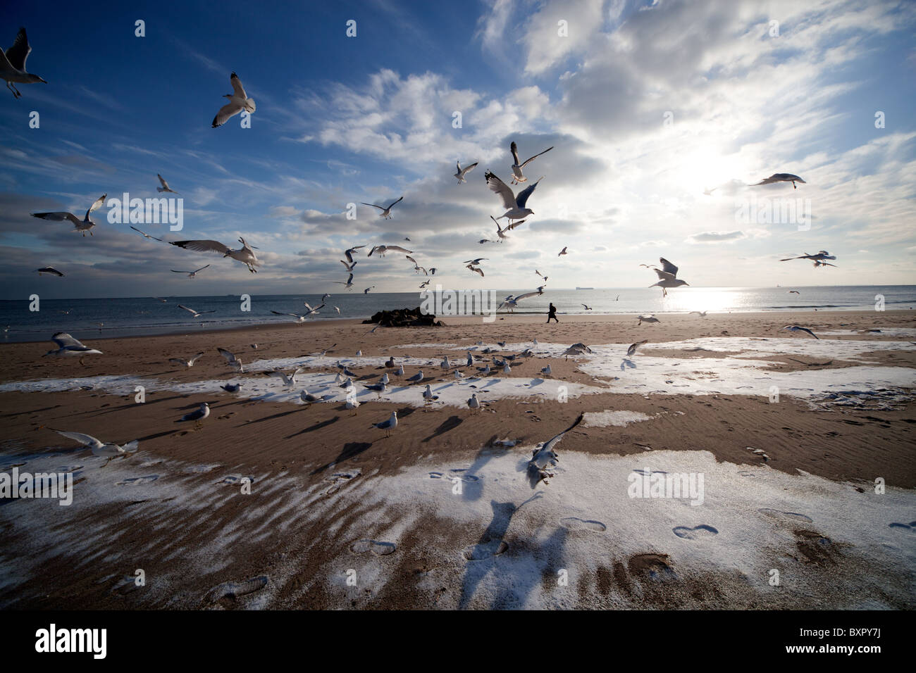 Seagulls feeding in the afternoon Stock Photo