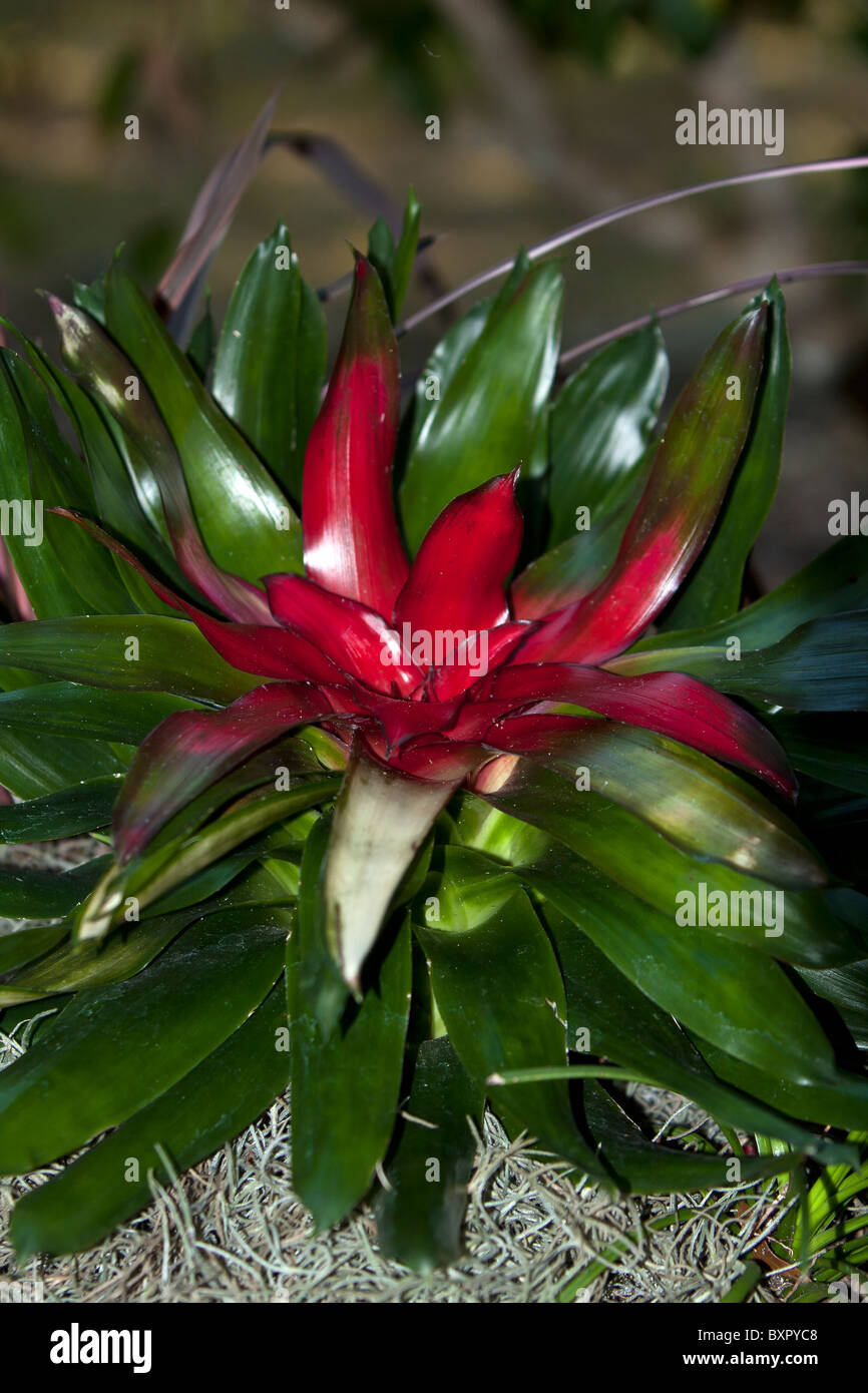 Potted blomelaid.  Bromeliaceae (the bromeliads) is a family of monocot flowering plants Stock Photo