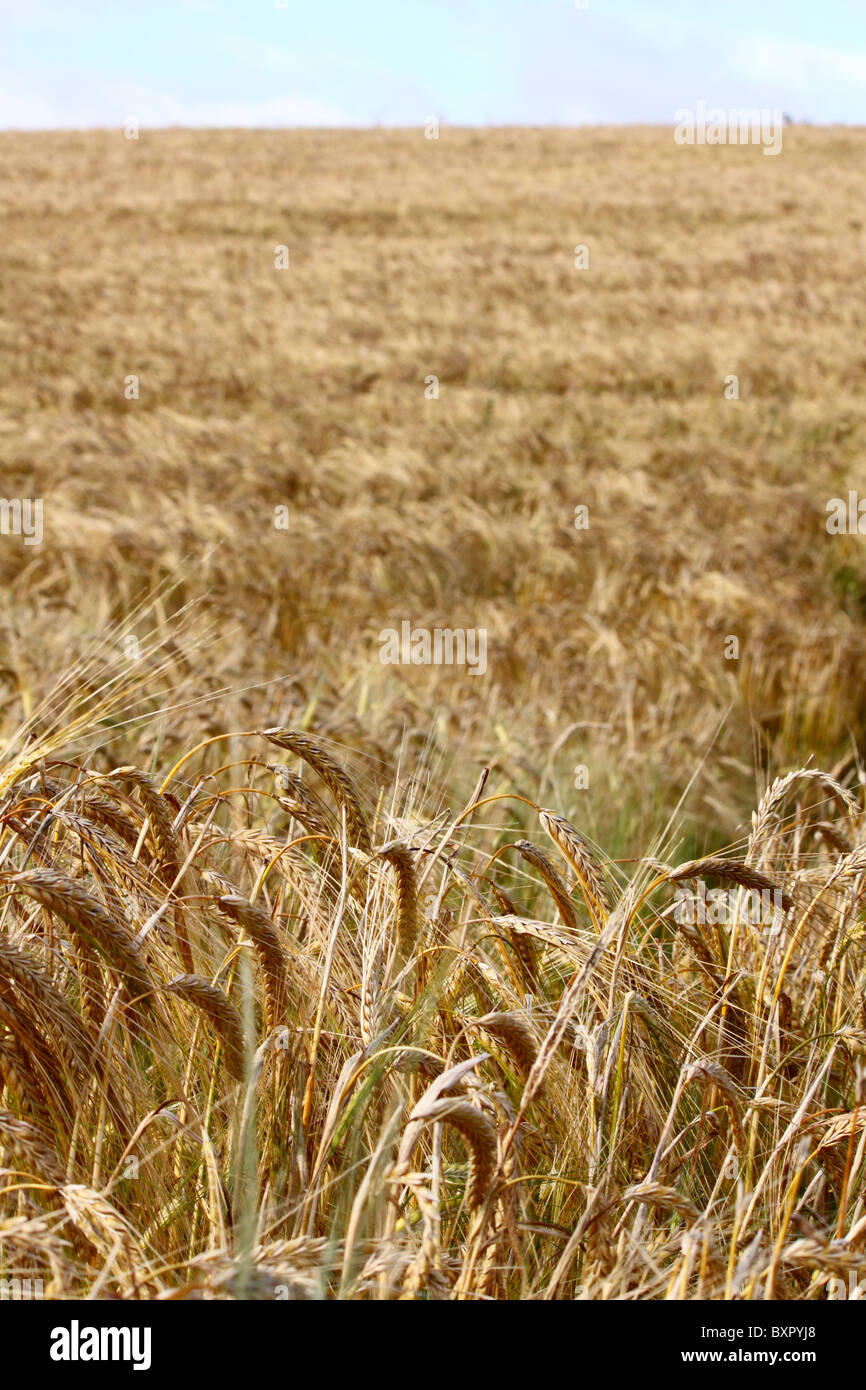 field of barley crop Stock Photo