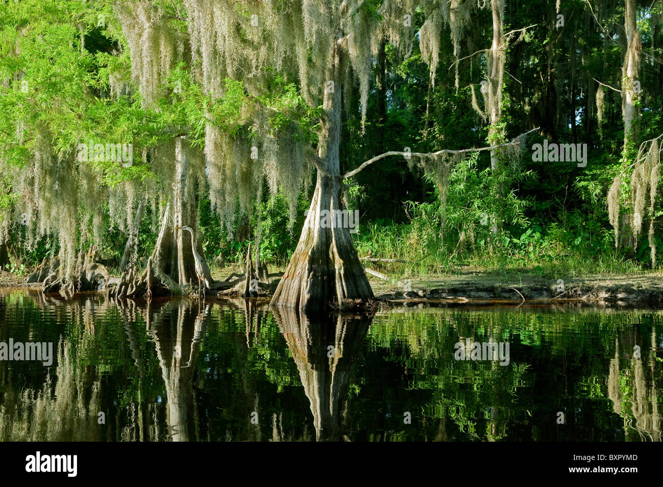 Bald Cypress Trees reflecting in the water in a florida swamp on a warm summer day Stock Photo