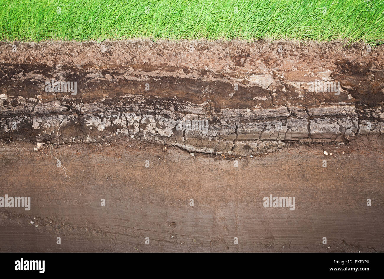 Cross section of green grass and underground soil layers beneath Stock Photo