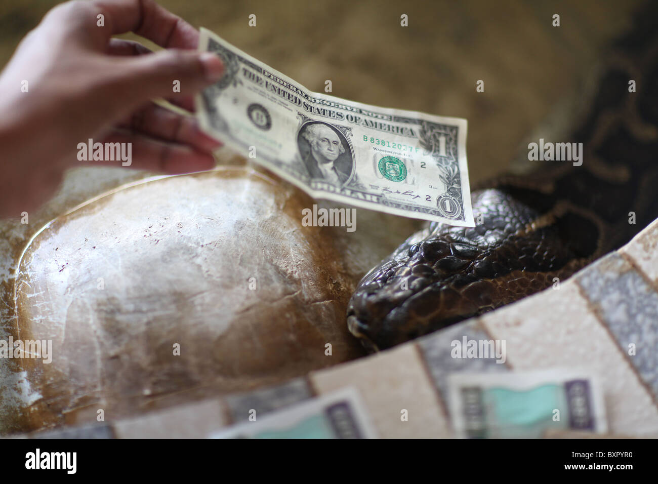 A 115 year old Boa Constrictor, the re-incarnation of the head of a monastery at the Snake Temple in Bago, Myanmar. (Burma) Stock Photo