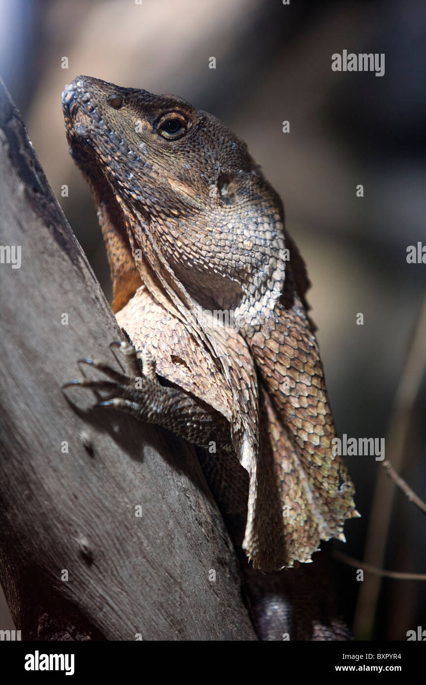 Australian Frilled Neck Lizard (Chlamydosaurus kingii) also known as a Frilled Dragon clinging to branch Stock Photo