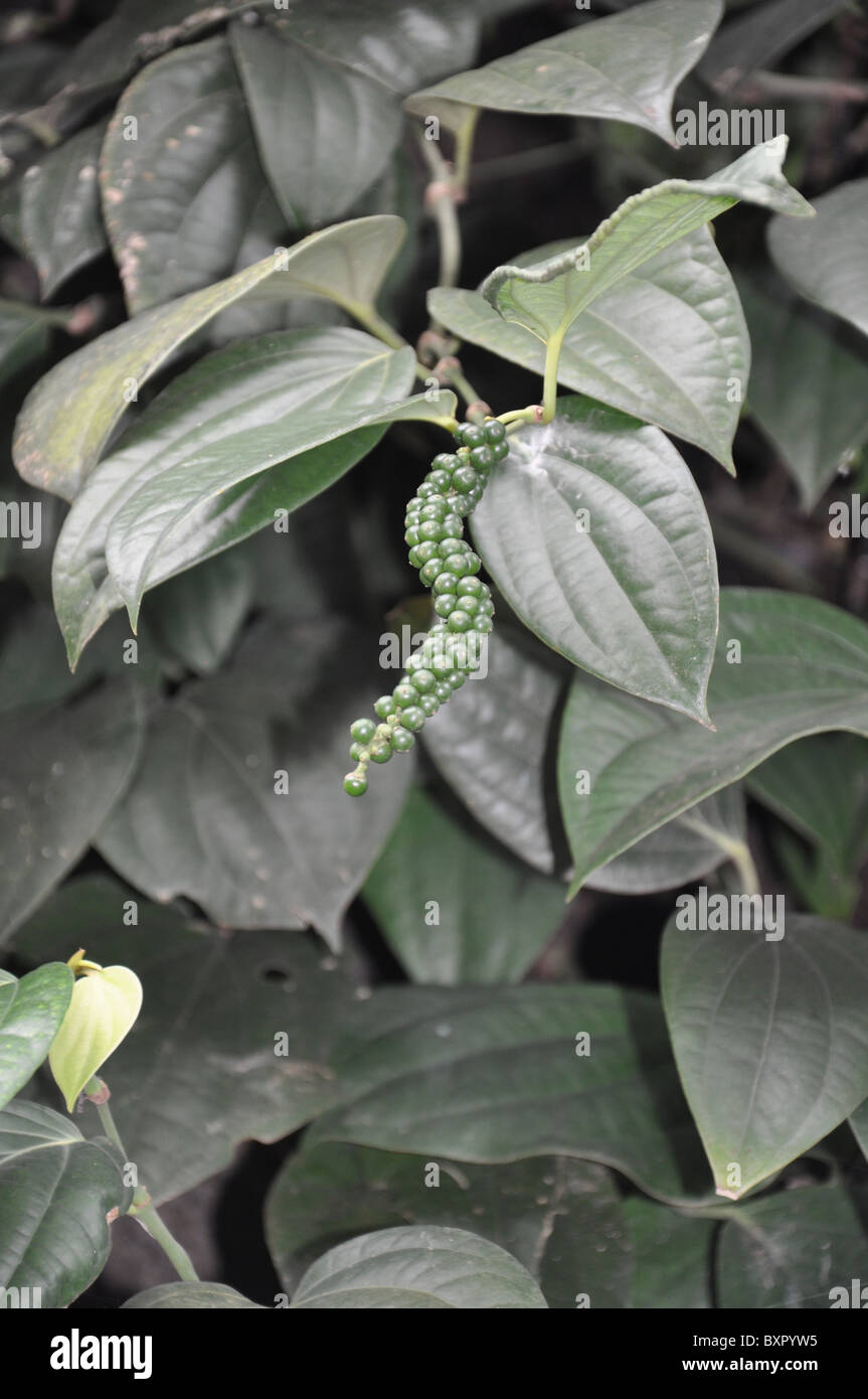 Peppercorns growing in Kovalam, India, Kerala Stock Photo Alamy