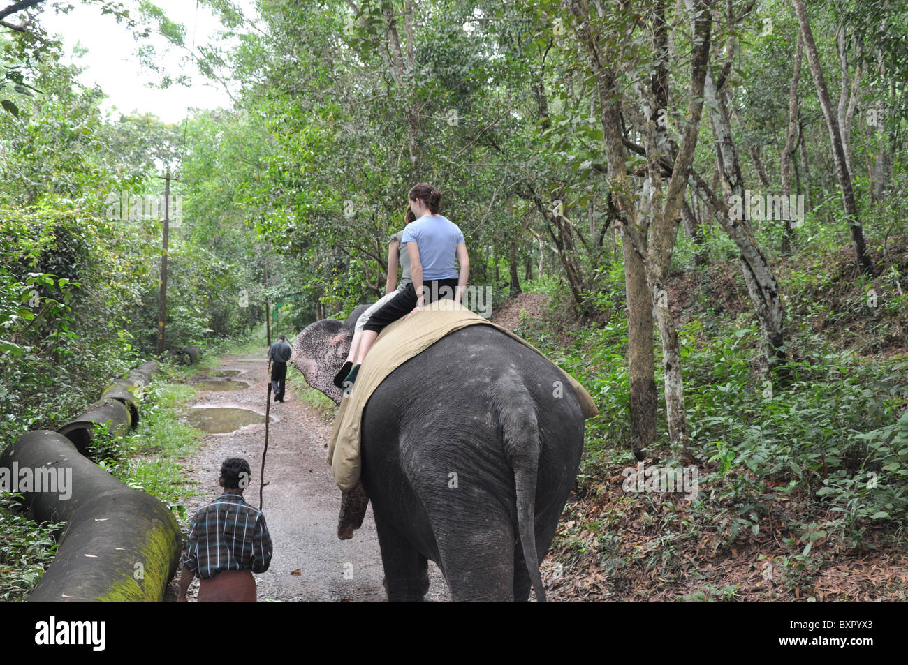 Tourists on an elephant ride in Kovalam, India, Kerala Stock Photo Alamy