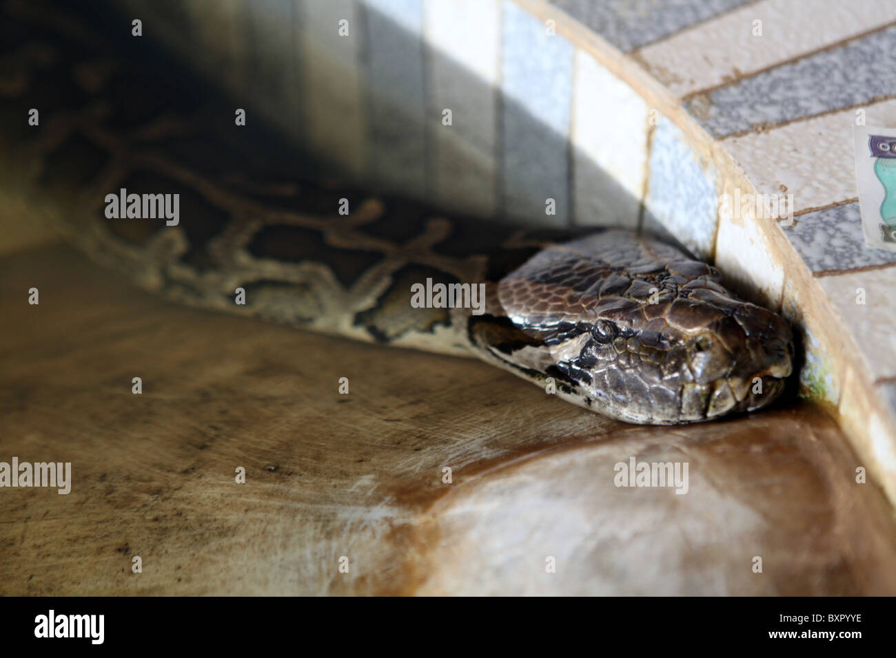 A 115 year old Boa Constrictor, the re-incarnation of the head of a monastery at the Snake Temple in Bago, Myanmar. (Burma) Stock Photo