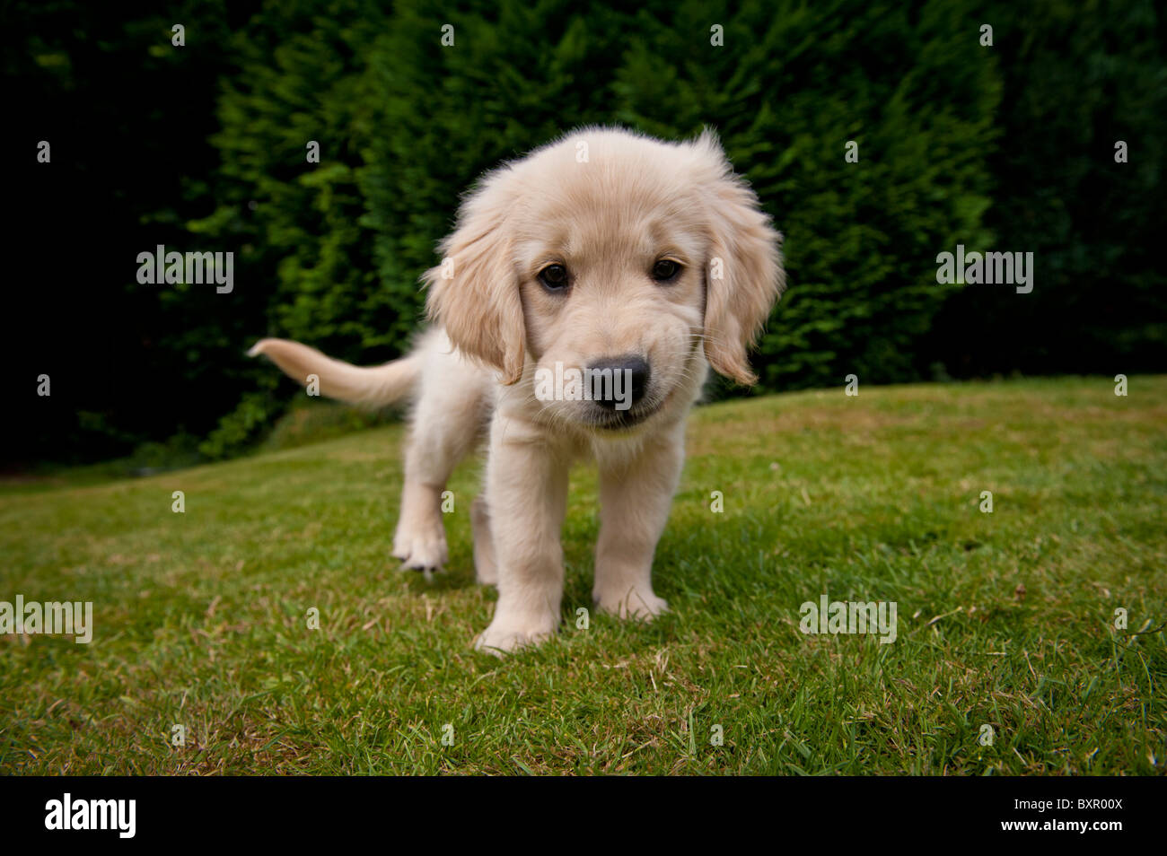 A golden retriever puppy with a cheeky grin on a garden lawn. Stock Photo