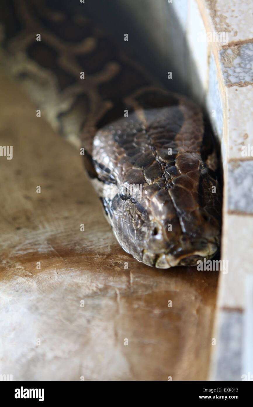 A 115 year old Boa Constrictor, the re-incarnation of the head of a monastery at the Snake Temple in Bago, Myanmar. (Burma) Stock Photo