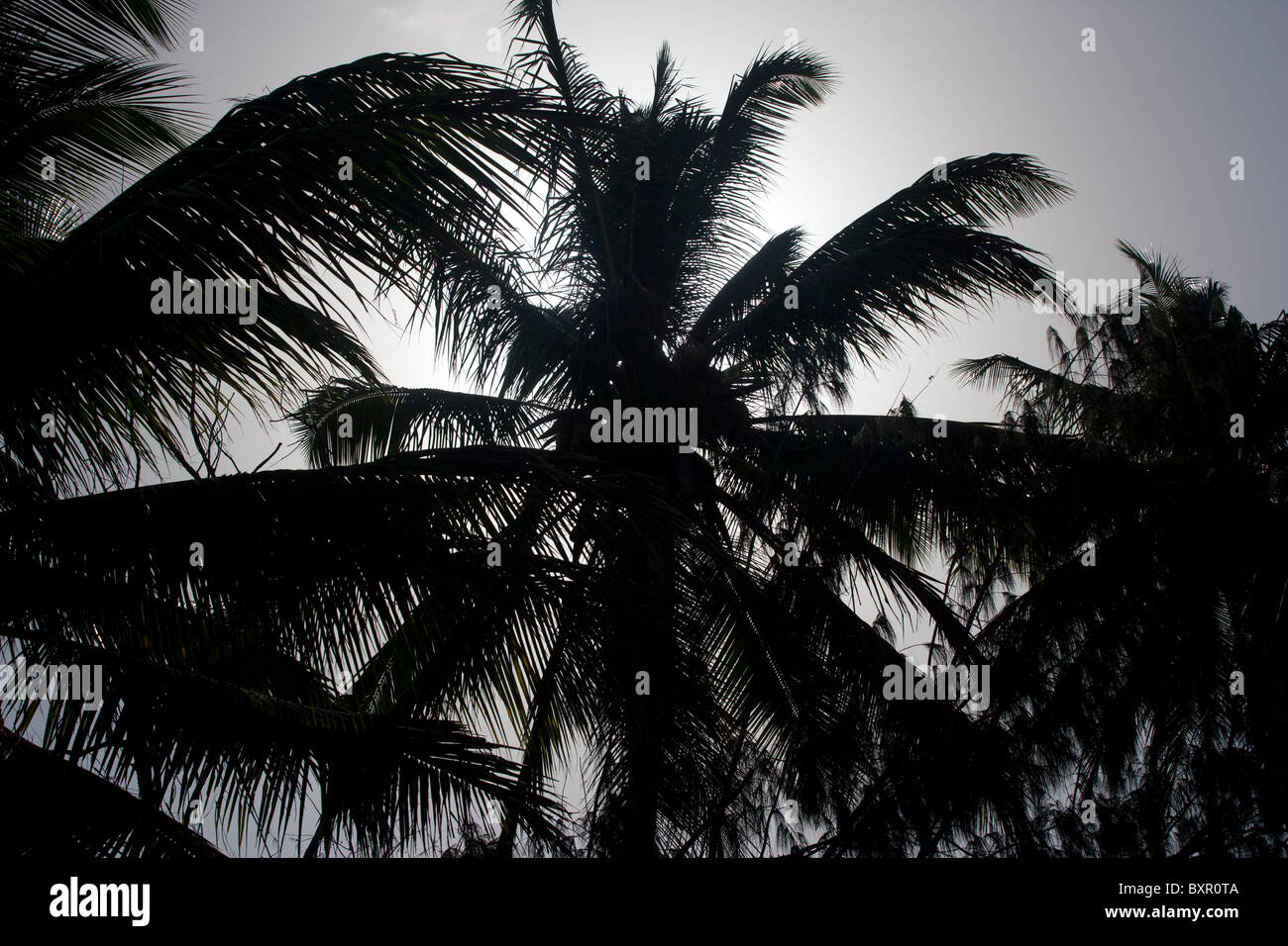 Coconut palm trees silhouetted hi-res stock photography and images - Alamy