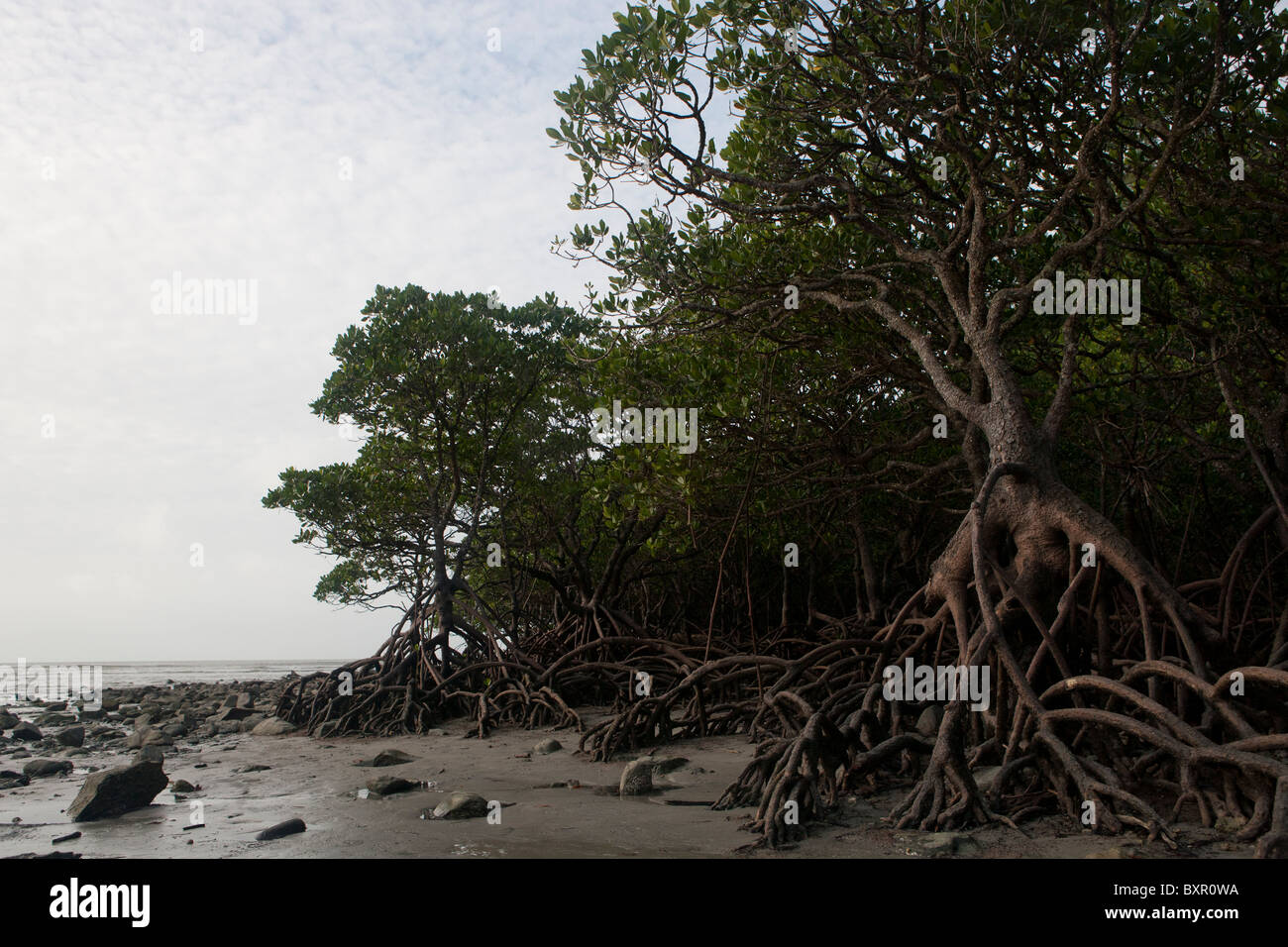 Edge of mangrove forest at low tide showing exposed aerial root structure and tidal plain. Stock Photo