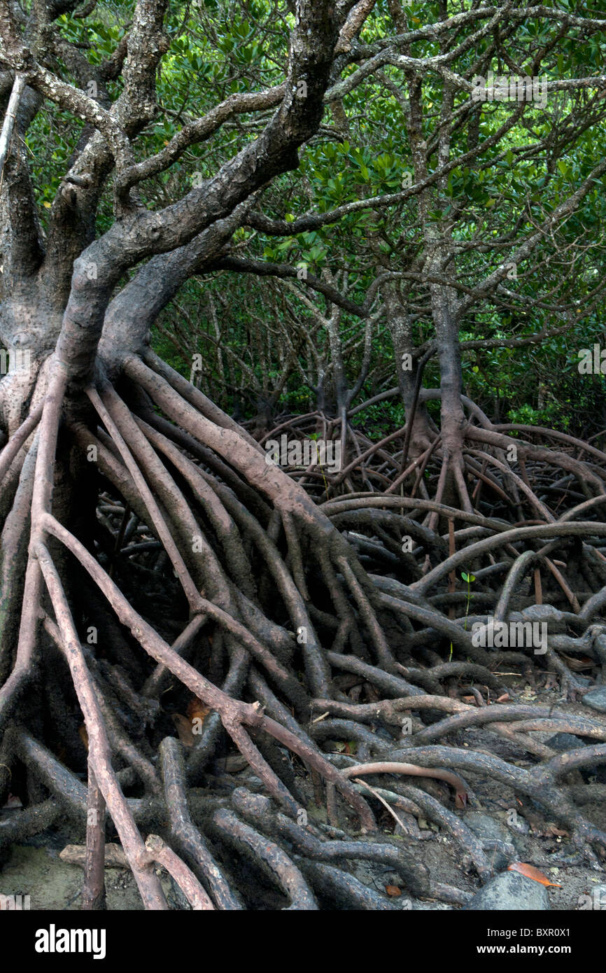 Mangrove forest at low tide showing exposed aerial root structure. Stock Photo