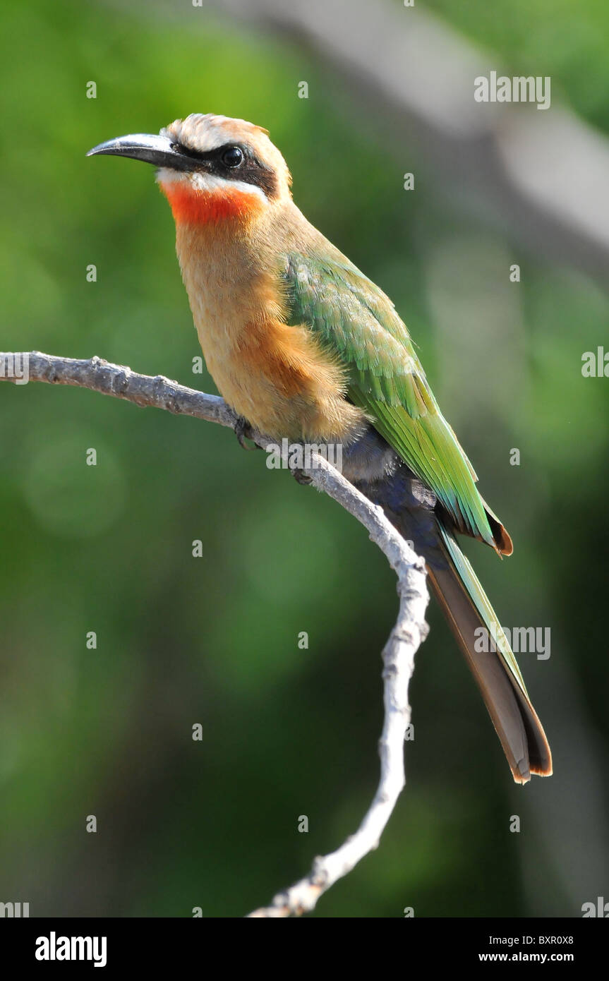 White fronted bee eater Stock Photo