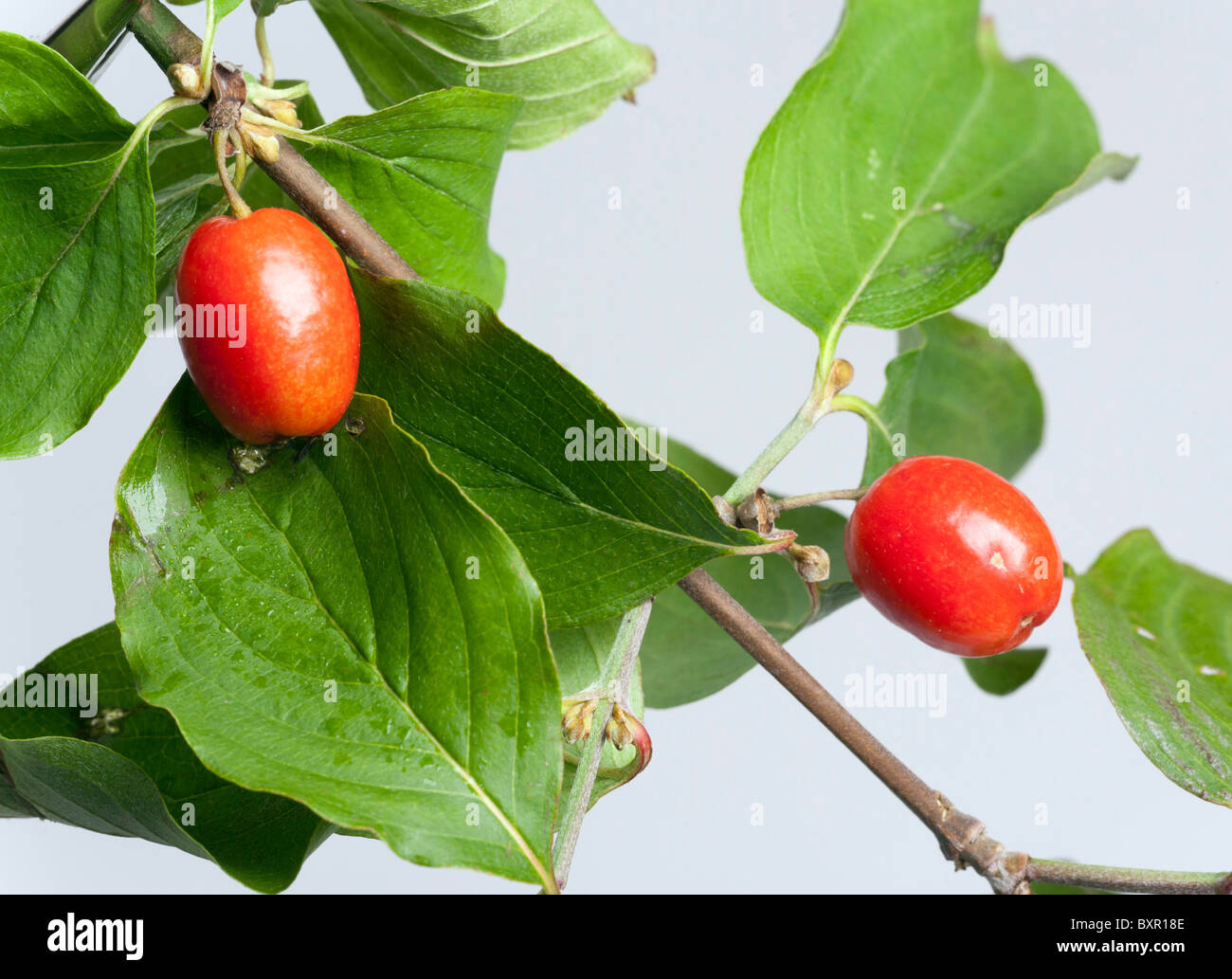 berries on a cornus florida dogwood bush Stock Photo