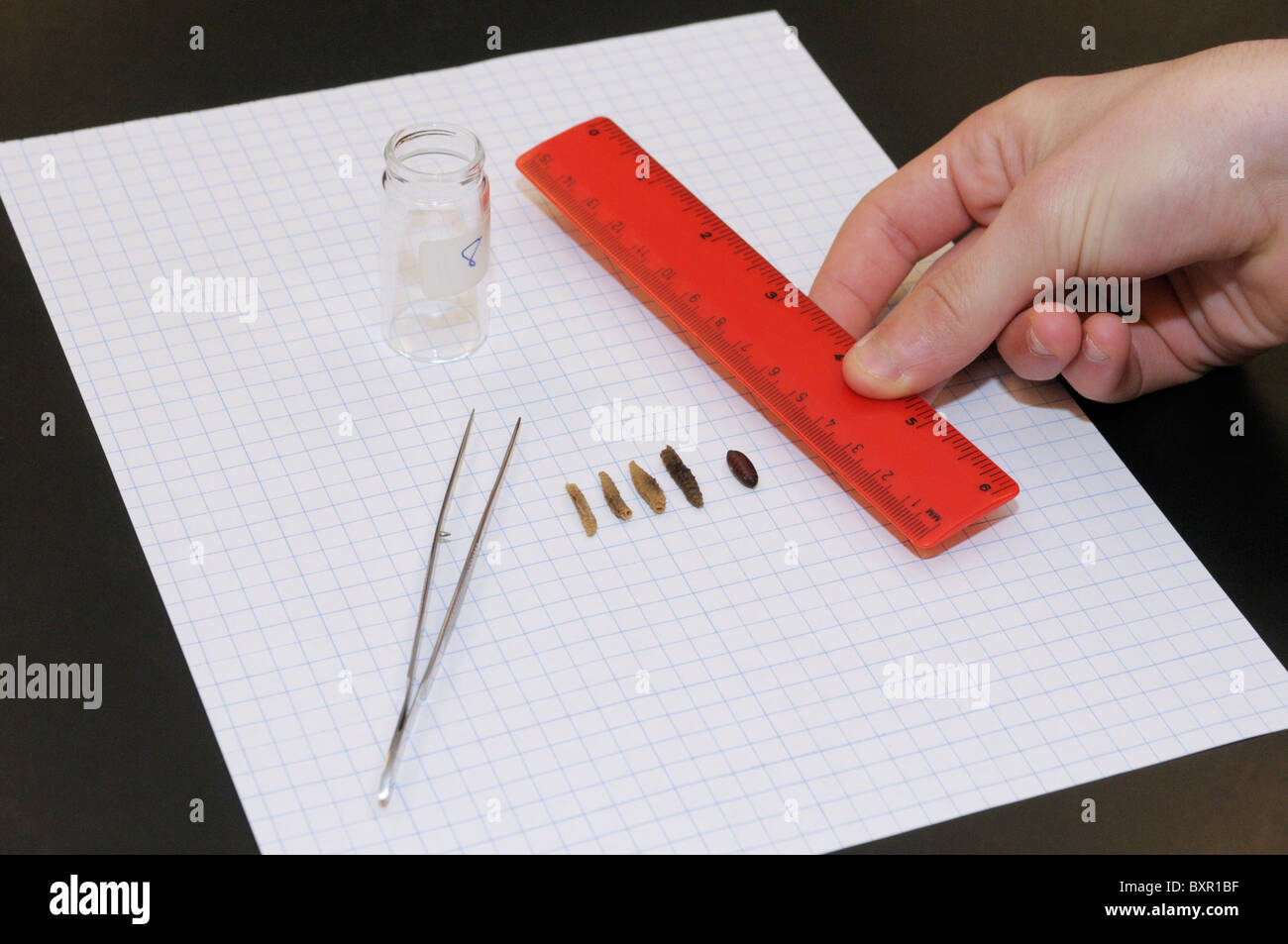 Forensics study.  A student measures the length of fly (Sarcophaga sp) larvae and pupae taken from a decomposing body. Stock Photo