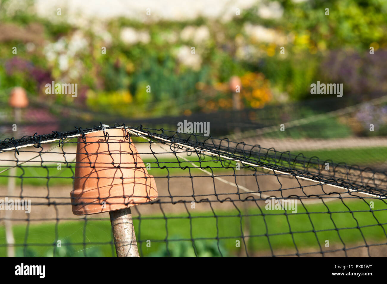 Netting protecting an allotment from birds Stock Photo