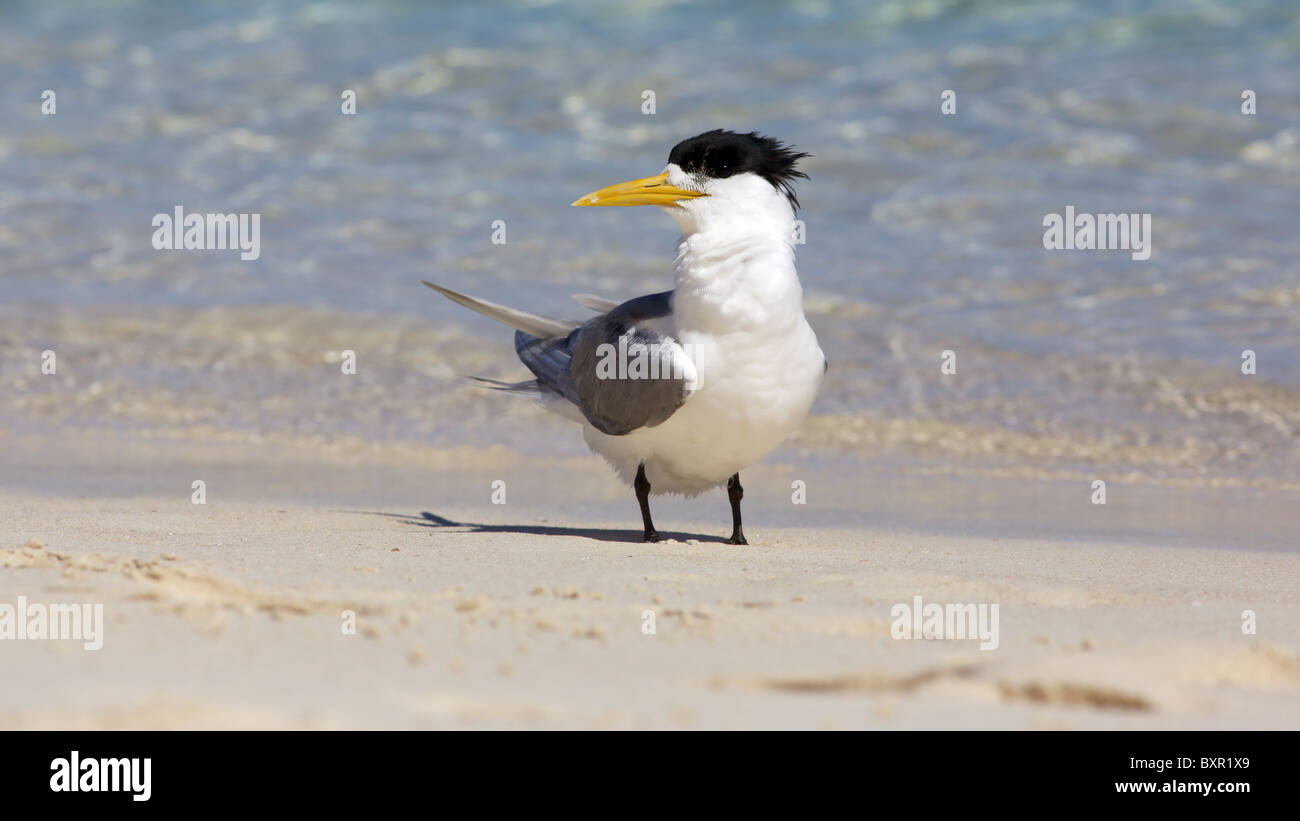 A Crested Tern on the beach of Rottnest Island, Western Australia. Stock Photo