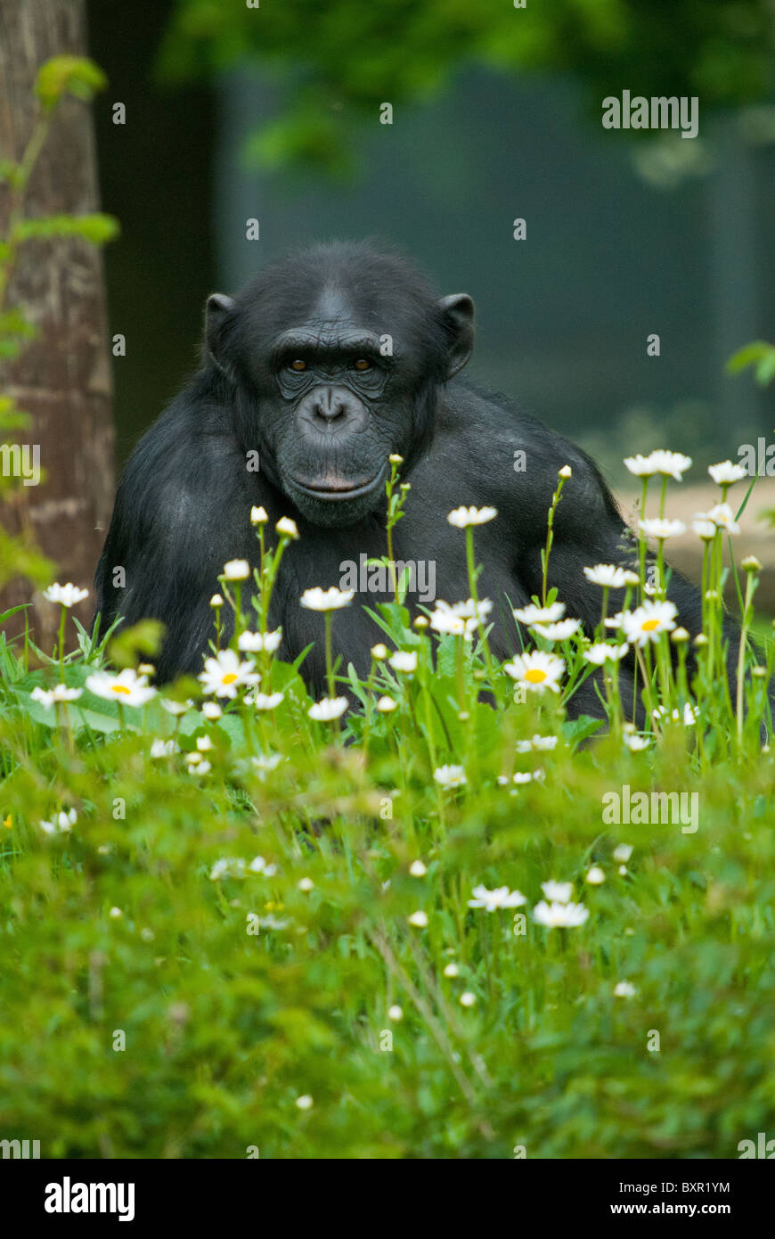 A Male Chimpanzee Stock Photo