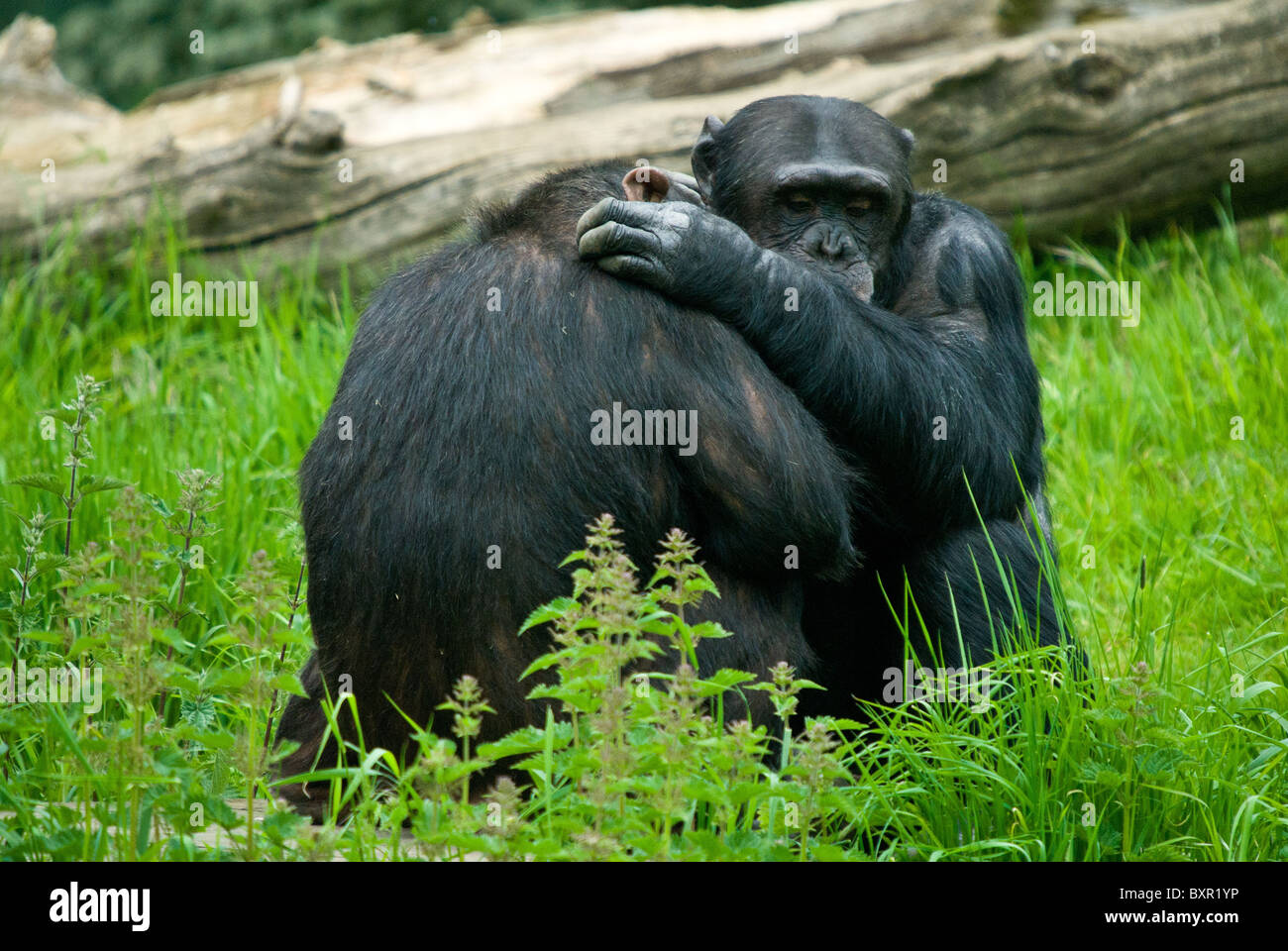 Two Chimpanzees in Captivity cuddling Stock Photo