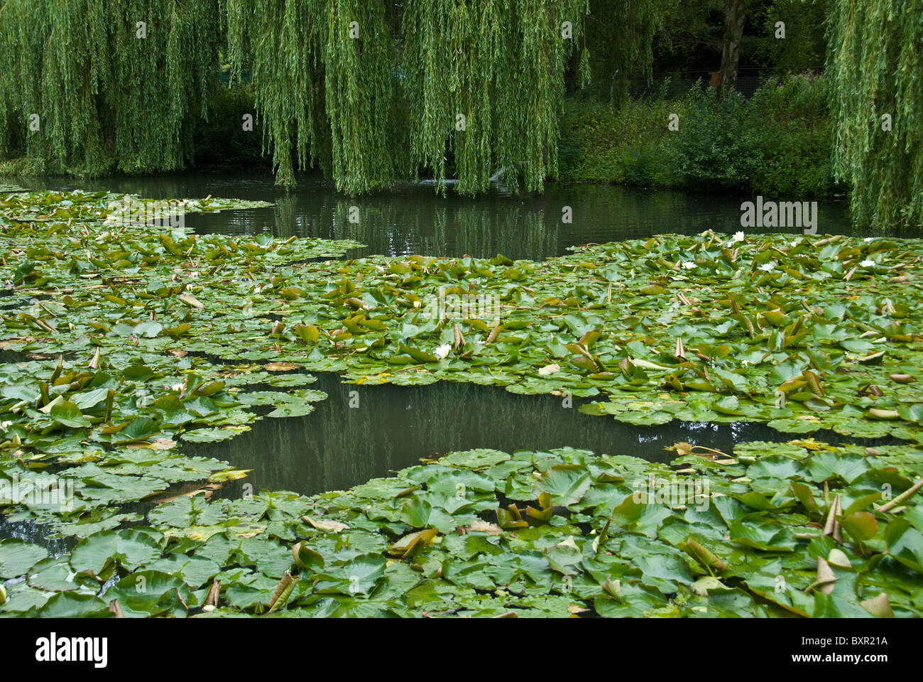 A pond covered with Water Lillies with Willow trees in the background Stock Photo