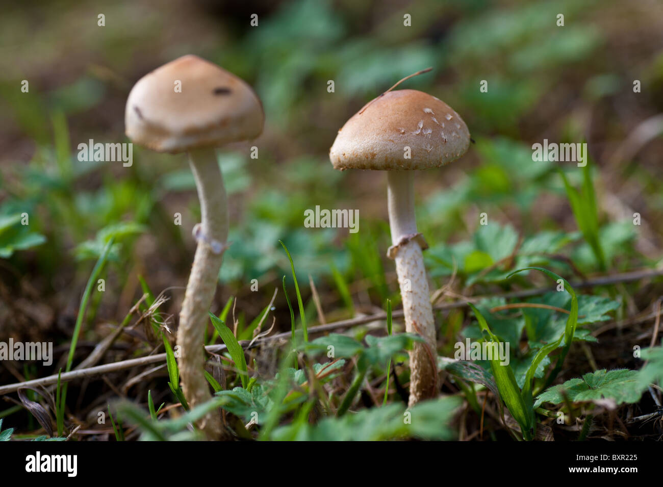 Mushrooms growing on the forest floor Stock Photo
